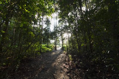 Út a dzsungelben a Camp Leaky mellett, Tanjung Puting Nemzeti Park, Közép-Kalimantan, Borneo, Indonézia alkotó: Unbekannt Unbekannt