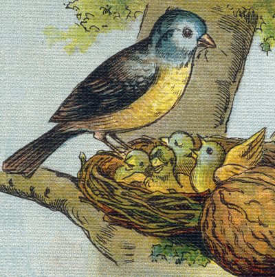 A madár fészekben eteti fiókáit. Metszet "Alphabet de ma petite fille". Bernardin-Bechet és Fils, könyvkereskedő-kiadók, Párizs, 1895 körül. Törhetetlen album vásznon. Bibliotheque des babes. 12 oldal. Olvasási módszert és illu-t tartalmazó album alkotó: Unbekannt