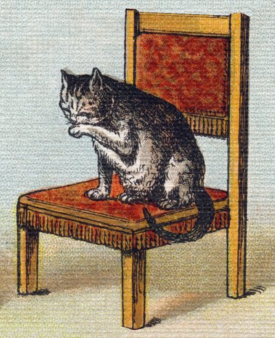 Egy macska egy széken. Metszet "Alphabet de ma petite fille". Bernardin-Bechet és Fils, könyvkereskedő-kiadók, Párizs, 1895 körül. Törhetetlen album vásznon. Bibliotheque des Bebes. 12 oldal. Olvasási módszert és szemléltető abecedát tartalmazó album alkotó: Unbekannt