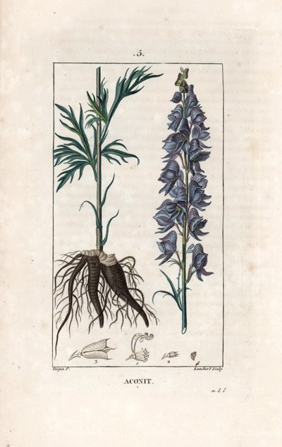 Aconit - Lambert metszete Pierre Jean Francois Turpin (1775-1840) rajza után, a La flore medicale, de Chaumeton, Poiret et Chamberet, Paris 1830-ból - Aconitum napellus, a virágok, levelek és gyökerek ábrázolása - Lambert metszete a alkotó: Unbekannter Künstler