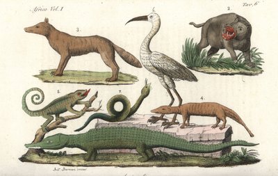Afrikai állatok, köztük víziló, kaméleon, krokodil, kígyó stb. Kézzel színezett rézmetszet Giulio Ferrario: Minden nép antik és modern viselete (Il Costume Antico e Moderno di Tutti i Popoli) című művéből. alkotó: Unbekannter Künstler
