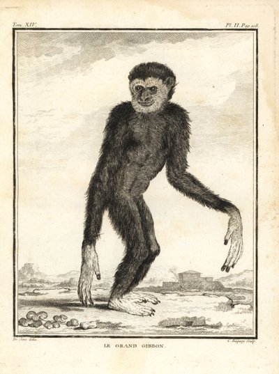 Agilis gibbon, Hylobates agilis. Elkötelezett. A nagy gibbon. C. Baquoy rézmetszete Jacques de Seve illusztrációja után, Georges-Louis Leclerc, Comte de Buffon Histoire Naturelle című művéből, Imprimerie Royale, Párizs. alkotó: Unbekannter Künstler