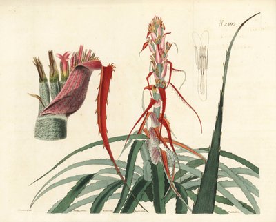 Aguava, Bromelia alsodes (keskeny levelű ananász, Bromelia sylvestris). Weddell kézi rézmetszete John Curtis botanikai illusztrációja után, William Curtis