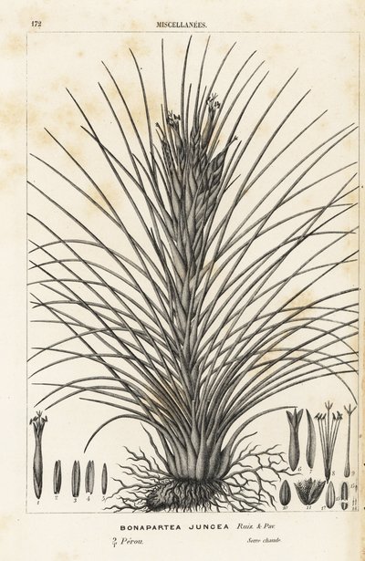 Légvirág, Tillandsia juncea (Bonapartea juncea). Kézzel színezett litográfia Louis van Houtte és Charles Lemaire: Flowers of the Gardens and Hothouses of Europe, Flore des Serres et des Jardins de l
