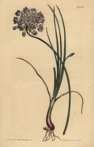 Allium stellerianum (Jonquil levelű fokhagyma alkotó: Unbekannt