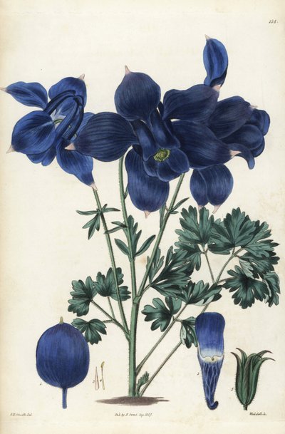 Alpesi csillagvirág, Aquilegia alpina. Weddell kézi rézmetszete Edward Dalton Smith botanikai illusztrációja után Robert Sweet The British Flower Garden című művéből, Ridgeway, London. alkotó: Unbekannter Künstler