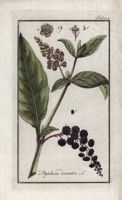 Amerikai szőlő vagy kajenne-i vagy indiai spenót (Phytolacca decandra). Litográfia Johannes Zorn (1739-1799) "Afbeelding der Artseny-Gewassen" című művéből, Hollandia. alkotó: Unbekannter Künstler