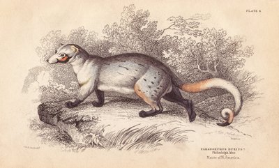 Amerikai paradoxon, Paradoxurus dubius. A Philadelphia Múzeumban található példányról. Lizars kézzel színezett acélmetszete Charles Hamilton Smith illusztrációja után, William Jardine