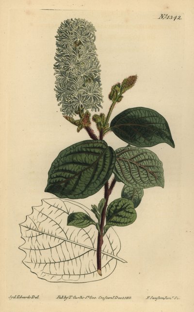 Amerikai wych mogyoró, Fothergilla gardenii (széleslevelű fothergilla, Fothergilla alnifolia major) alkotó: Unbekannt