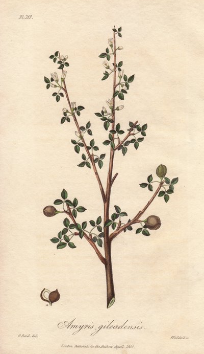 Amyris elemifera vagy Elemi fa (Commiphora gileadensis) Erős víz William Clarke által "Medical Botanical, Description of the Medicinal Plants of London, Edinburgh and Dublin" című, John Stephenson és James Morss Churchill által kiadott, Londóban megjelente alkotó: Unbekannter Künstler