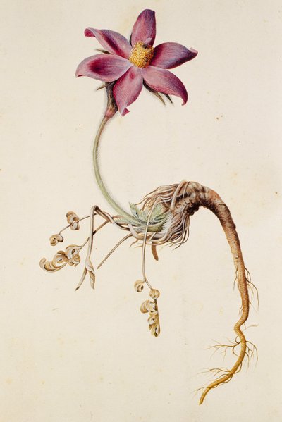 Anemone pulsatilla/Anenome pulstaille alkotó: Unbekannt