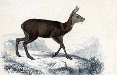 Állati fedélzet: Chevrotain (Moschus Pygnueus). Mammiferes quadrupedes ruminants - in "Dictionnaire universel d
