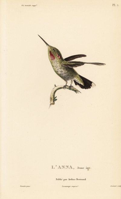Anna-kolibri, Calypte anna (Ornismya anna), fiatalkorú. Coutant kézzel színezett acélmetszete Jean-Gabriel Pretre illusztrációja után Rene Primevere Lesson: A kolibri nemzetség természetrajza című művéből. alkotó: Unbekannter Künstler