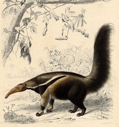 Hangya Tamanor (Myrmecophaga jubata) alkotó: Unbekannter Künstler