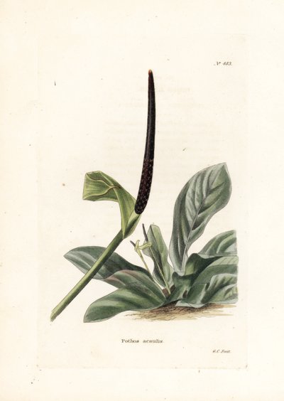 Anthurium madárfészek vagy anthurium káposzta (Pothos acaulis) - George Cooke litográfiája, a Conrad Loddiges Botanical Cabinet (1738-1826) brit folyóirat számára. alkotó: Unbekannter Künstler