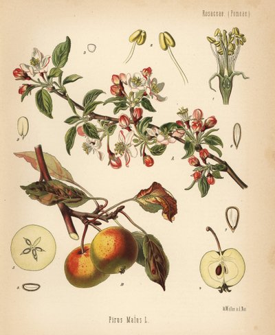 Almafa, Malus domestica (Pyrus malus). Kromolitográfia Walther Müller botanikai illusztrációja után Hermann Adolph Koehler Gyógynövények című művéből, szerkesztette Gustav Pabst, Koehler, Németország. alkotó: Unbekannter Künstler