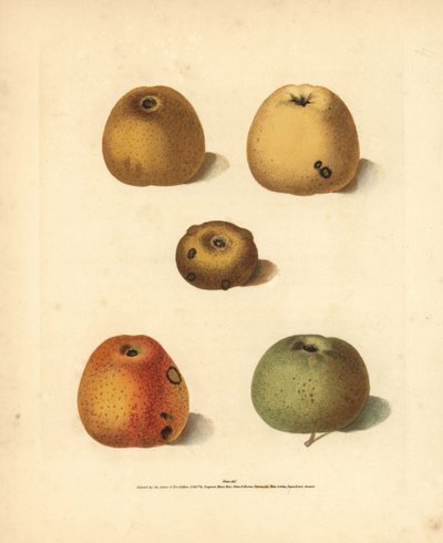 Almafajták, Malus domestica: Franklin
