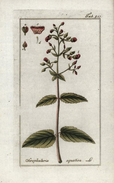 Vízi szkrofula (Scrophularia aquatica). Litográfia Johannes Zorn (1739-1799) "Afbeelding der Artseny-Gewassen" című művéből, Hollandia. alkotó: Unbekannter Künstler