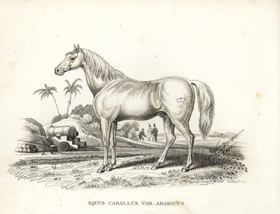 Arab vagy arab ló, Equus caballus var. arabicus. Napóleon jelvényével az oldalán, francia katonákkal és ágyúkkal egy észak-afrikai csatatéren. Kézzel színezett litográfia Georg Friedrich Treitschke természetrajzi galériájából, Naturhistor alkotó: Unbekannter Künstler