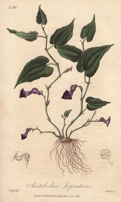 Aristoloche (Aristolochia serpentaria) - Erős víz William Clarke által, John Stephenson és James Morss Churchill "Medical Botanical, Description of the Medicinal Plants of London, Edinburgh and Dublin" című művének illusztrálására, melyet Londonban John Ch alkotó: Unbekannter Künstler