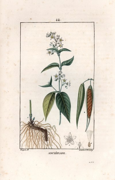 Asclepiade ou herbe à la wadding ou herbe aux parruches - Lambert fils metszete, Pierre Jean Francois Turpin (1775-1840) rajzáról, a La flore medicale, by Chaumeton, Poiret et Chamberet, Paris 1830 - Fecskefű, Vincetoxicum hirund. alkotó: Unbekannter Künstler