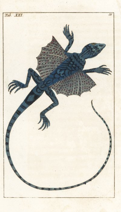 Ázsiai repülő gyík - Forte Water Gottlieb Tobias Wilhelm (1758-1811), a Természettudományi Enciklopédiából: Amphibians alkotó: Unbekannter Künstler
