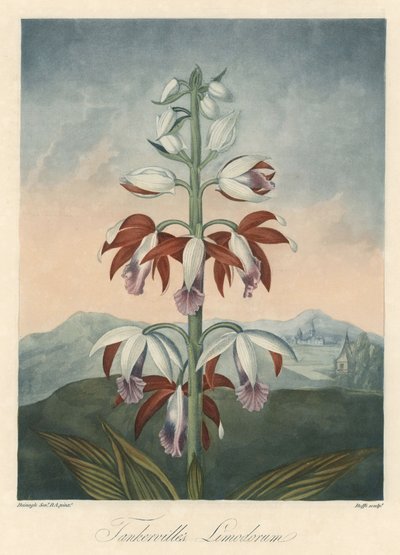 Ázsiai orchidea fajta Eau forte, Dr. Robert Thornton (1768-1837) The Temple of Flora című művéből. alkotó: Unbekannter Künstler