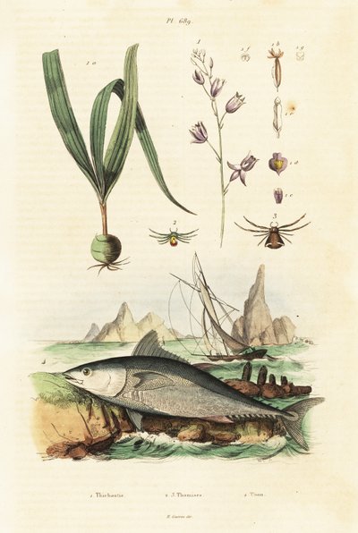 Atlanti-óceáni kékúszójú tonhal és Belitia orchidea. alkotó: Unbekannter Künstler