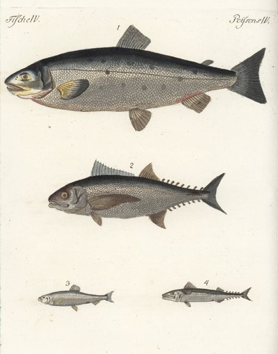 Atlanti lazac, Salmo salar 1, tonhal, Thunnus species 2, atlanti hering, Clupea harengus 3, és atlanti makréla (makréla), Scomber scombrus 4. Kézzel színezett rézmetszet Friedrich Johann Bertuch Bilderbuch fur Kinder (Képeskönyv gyerekeknek) című művéből. alkotó: Unbekannter Künstler