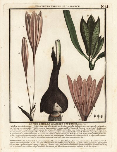Őszi sáfrány, Colchicum autumnale. alkotó: Unbekannter Künstler