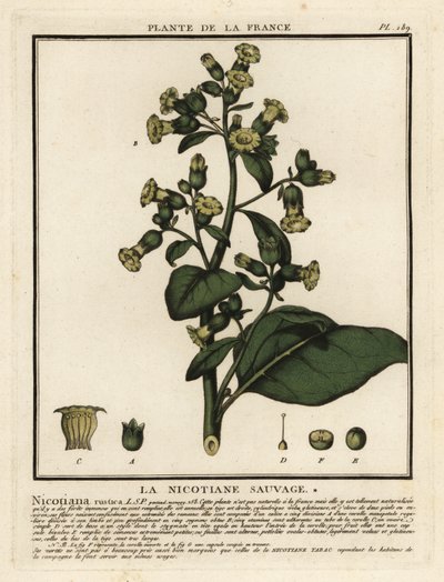 Azték dohány, Nicotiana rustica. alkotó: Unbekannter Künstler