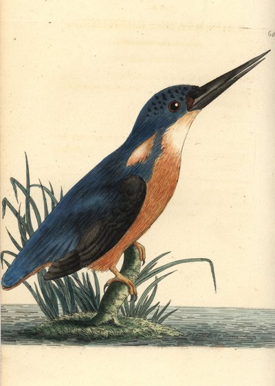 Azúrkék jégmadár, Ceyx azureus (háromágú jégmadár, Alcedo tribrachys). Az illusztrációt Richard Polydore Nodder rajzolta és metszette. Kézzel színezett rézmetszet George Shaw és Frederick Nodder The Naturalist