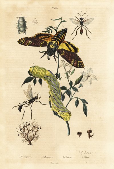Golyvazuzmó, Sphaerophorus globulus 1, Dynamene rákfélék 2, ásódarazsak, Sphex fajok 3, 4 és afrikai halálfejes sólyommoly, Acherontia atropos és hernyó 5 alkotó: Unbekannt