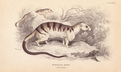 Pálmacibetmacska, Hemigalus derbyanus (Hemigalea zebra). Veszélyeztetett. Lizars kézzel színezett acélmetszete Charles Hamilton Smith illusztrációja után, William Jardine