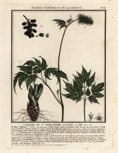 Baneberry, Actaea spicata. alkotó: Unbekannter Künstler