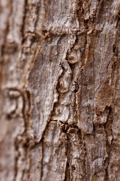 Bark II (fénykép) alkotó: Unbekannter Künstler