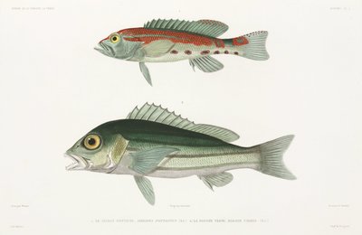 Barred serrano seabass és kék és arany snapper alkotó: Unbekannter Künstler