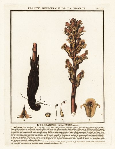 Ágyi szalma seprű; Orobanche caryophyllacea. alkotó: Unbekannter Künstler