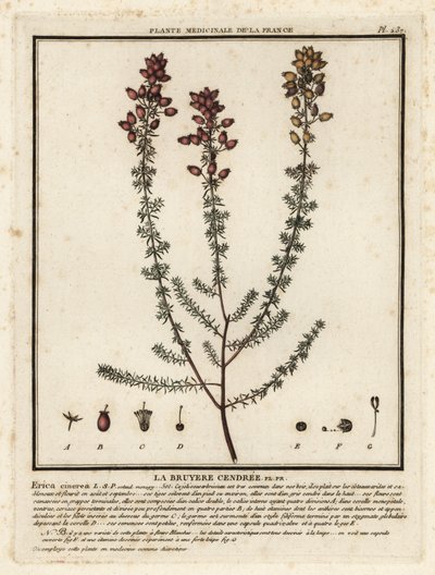 Haranghanga, Erica cinerea. alkotó: Unbekannter Künstler