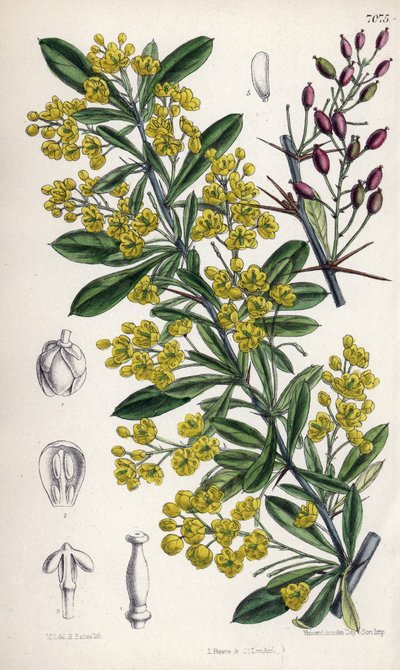 Berberis lycium, sárga virágú borbolyacserje a nyugati Himalájából. Matilda Smith (1854-1926) rajza, E. Bates litográfiája a Curtis Botanical Magazine-ban, készítette Joseph Dalton Hooker, kiadó: L. Reeve and Co, London, Anglia. alkotó: Unbekannter Künstler