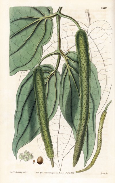Betel - Betel paprika, Piper betle. Kézzel színezett rézmetszet, Swan által, L. Goulding tiszteletes illusztrációja után, Samuel Curtis "Botanical Magazine," London alkotó: Unbekannter Künstler