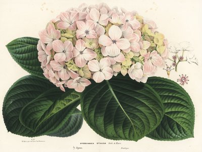 Nagylevelű hortenzia, Hydrangea macrophylla (Hydrangea otaksa). Kézzel színezett litográfia Louis van Houtte és Charles Lemaire: Flowers of the Gardens and Hothouses of Europe, Flore des Serres et des Jardins de l