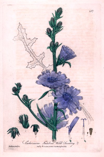 Keserű cikória (Cichorium intybus) Botanikai tábla William Baxter és Charles Mathews "British Phaenogamous Botany" című művéből, 1841. alkotó: Unbekannter Künstler