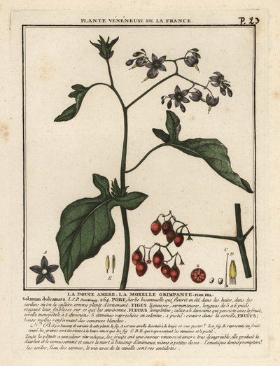 Keserédes nadálytő, Solanum dulcamara. alkotó: Unbekannter Künstler