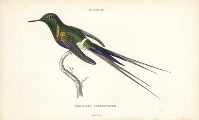 Fekete hasú tövisszúró, Discosura langsdorffi (Langsdorff-kolibri, Trochilus langsdorffii). William Lizars kézzel színezett acélmetszete Sir William Jardine Naturalist