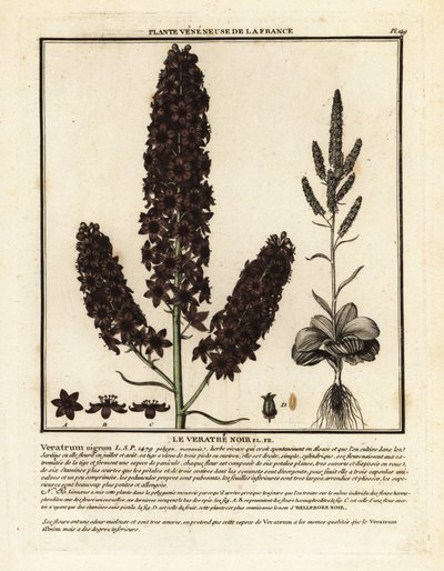 Fekete álhunyor, Veratrum nigrum. alkotó: Unbekannter Künstler