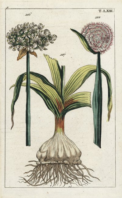 Fekete fokhagyma (fekete fokhagyma), Allium nigrum 186, és hagyma, Allium cepa, hagymahagyma 187 és virág 188. Kézzel színezett rézmetszet egy botanikai illusztrációról G. T. Wilhelm "Unterhaltungen aus der Naturgeschichte" (Természettudományi enciklopédia alkotó: Unbekannter Künstler