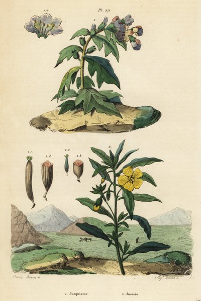 Fekete tyúkfű, Hyoscyamus niger 1 és perui kankalinfűz, Ludwigia peruviana 2 alkotó: Unbekannt
