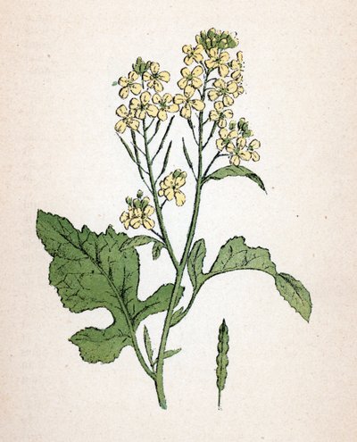 Fekete mustár (seneve noir) (Brassica nigra) (fekete mustár) Paul Hariot "Atlas colorie des plantes medicinales" című művéből származó növénytábla. alkotó: Unbekannter Künstler