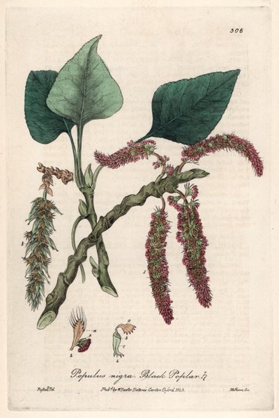 Fekete vagy frank nyárfa, liard vagy piboule (Populus nigra) - Isaac Russell botanikai táblája, metszette Charles Matthews, William Baxter (1788-1871) "Angol botanikai jelenségek" című művéből. alkotó: Unbekannter Künstler